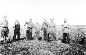 Gevangenen van Westerbork werkend op het land.