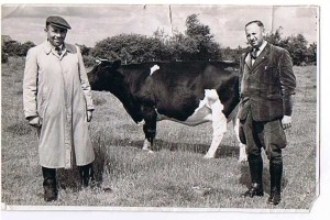 Ernst Wolff (rechts) na de oorlog als veehandelaar.